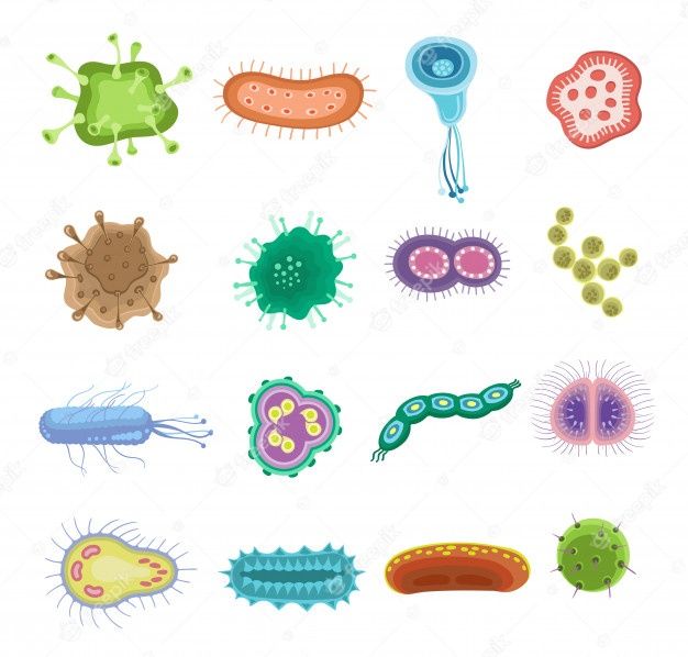Microbiota 